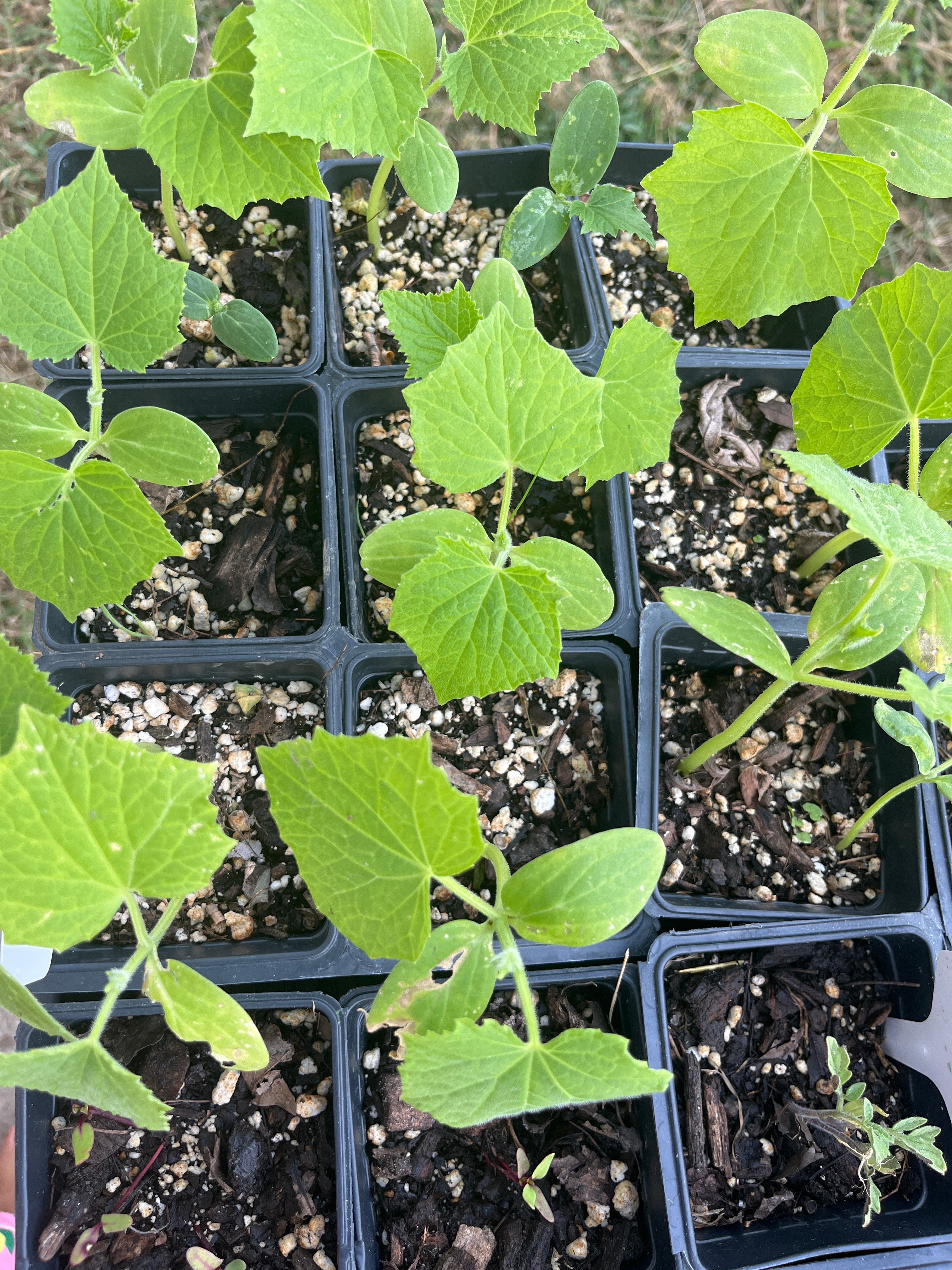 Vegetable Transplants for Your Garden